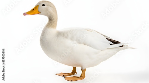 A white duck with a yellow beak and orange feet standing on a white background