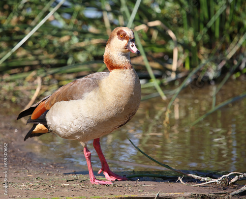 Nilgans / Egyptian goose / Alopochen aegyptiacus photo