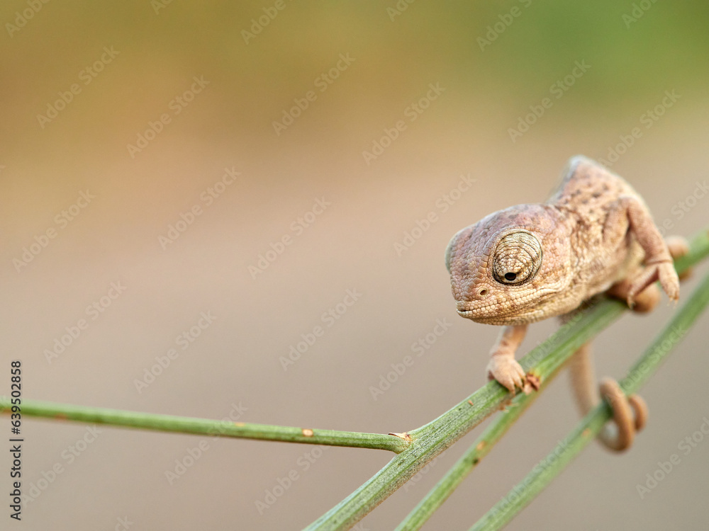 Obraz premium Juvenile common chameleon on a plant. Newborn. Chamaeleon chamaeleon