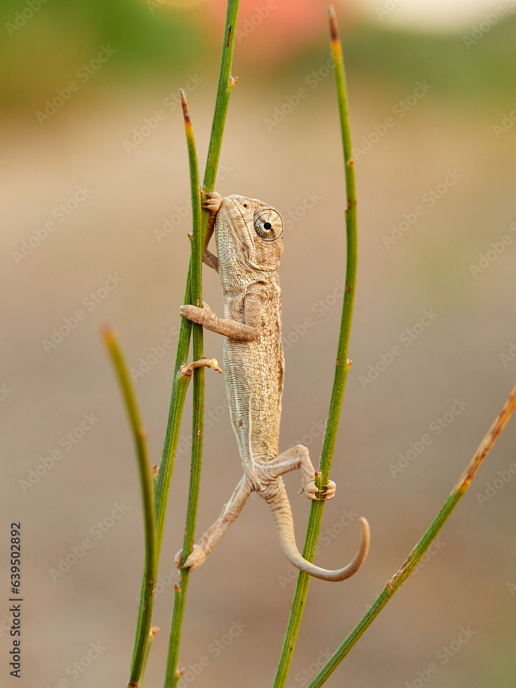 Juvenile common chameleon on a plant. Newborn. Chamaeleon chamaeleon