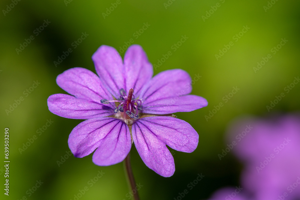 Macro shot of a hedgerow geranium (geranium pyrenaicum) in bloom Macro shot of a hedgerow geranium (geranium pyrenaicum) in bloom
