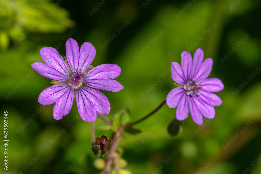 Macro shot of hedgerow geraniums (geranium pyrenaicum) in bloom Macro shot of hedgerow geraniums (geranium pyrenaicum) in bloom