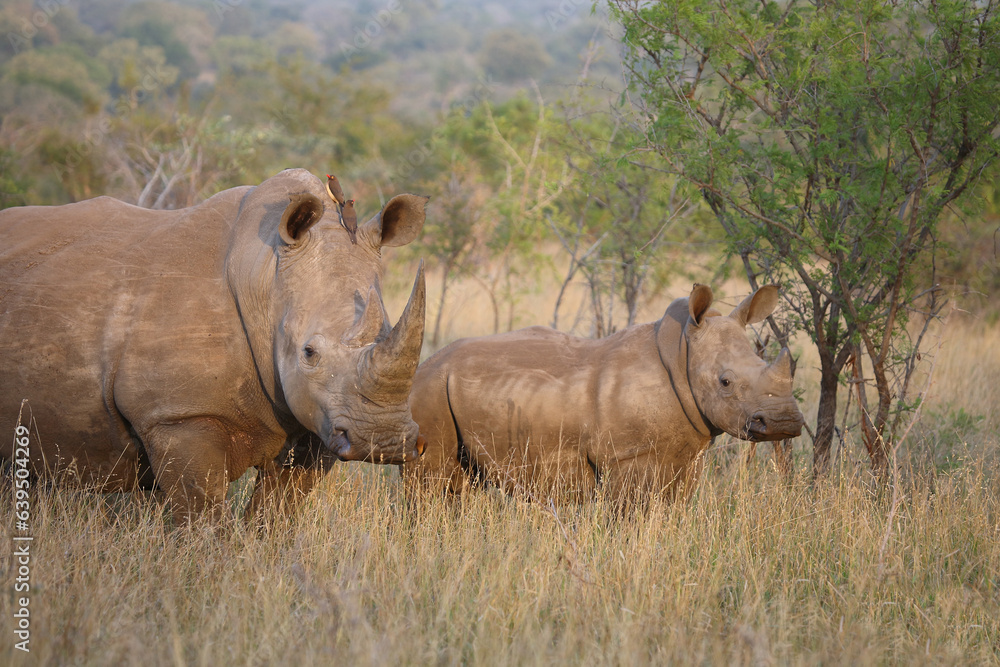 Fototapeta premium Breitmaulnashorn und Rotschnabel-Madenhacker / Square-lipped rhinoceros and Red-billed oxpecker / Ceratotherium simum et Buphagus erythrorhynchus.