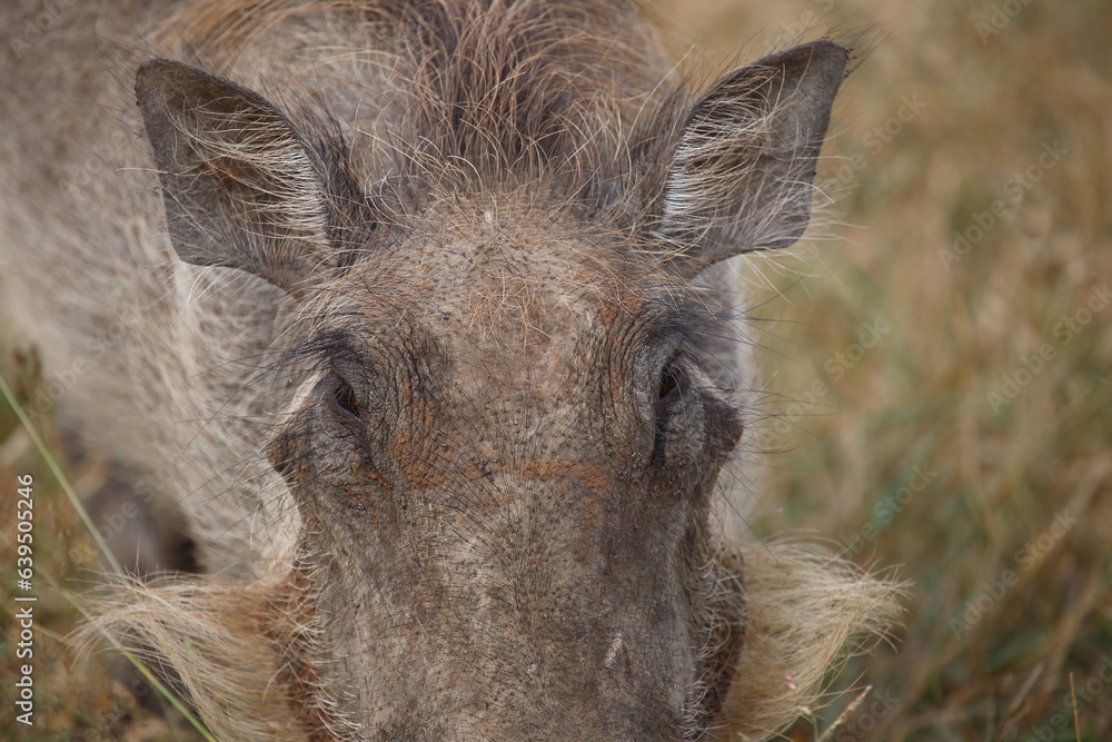 Warzenschwein / Warthog / Phacochoerus africanus Warzenschwein / Warthog / Phacochoerus africanus