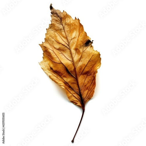 Dying Leaf Isolated on White Background