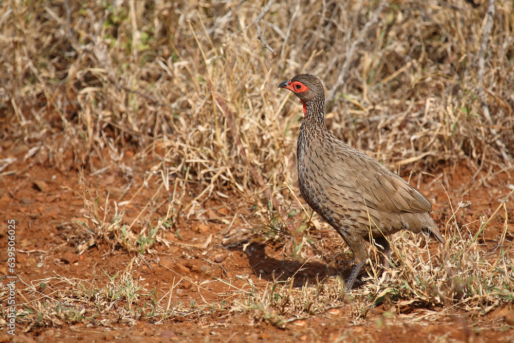 Swainsonfrankolin / Swainson's francolin or Swainson's spurfowl / Francolinus swainsonii. Swainsonfrankolin / Swainson's francolin or Swainson's spurfowl / Francolinus swainsonii.