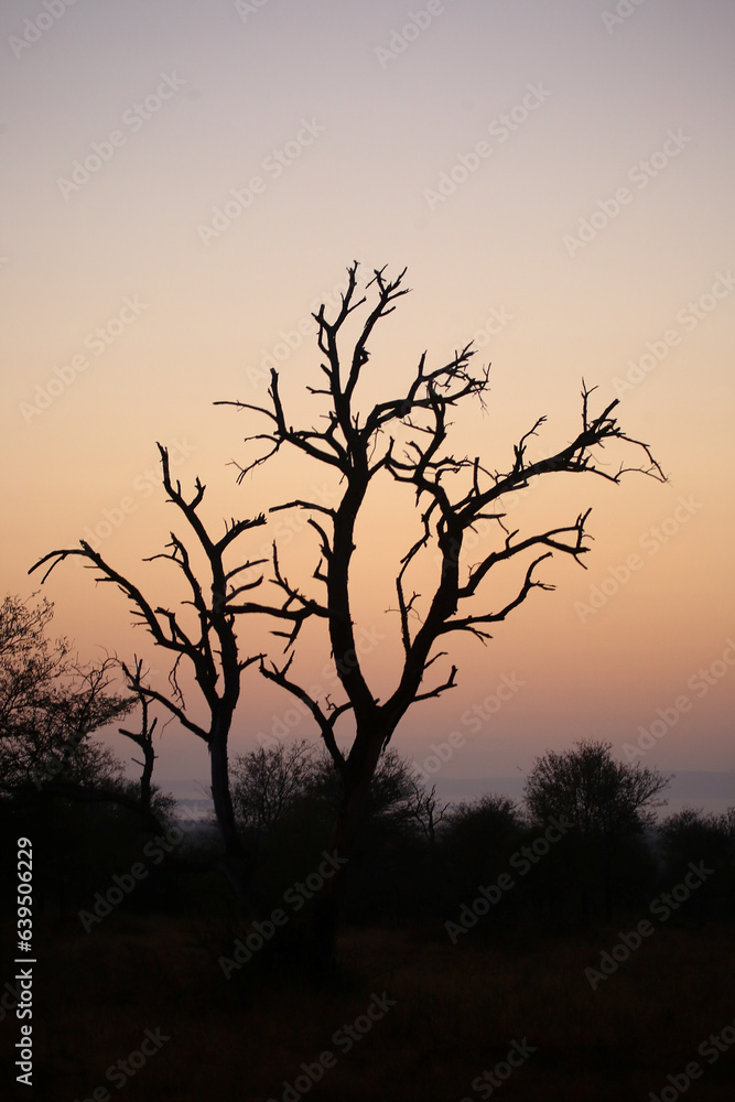 Sonnenaufgang - Krüger Park - Südafrika / Sunrise - Kruger Park - South Africa / Sonnenaufgang - Krüger Park - Südafrika / Sunrise - Kruger Park - South Africa /