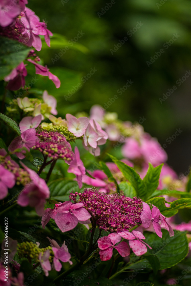 Pink flowers against the blurred background