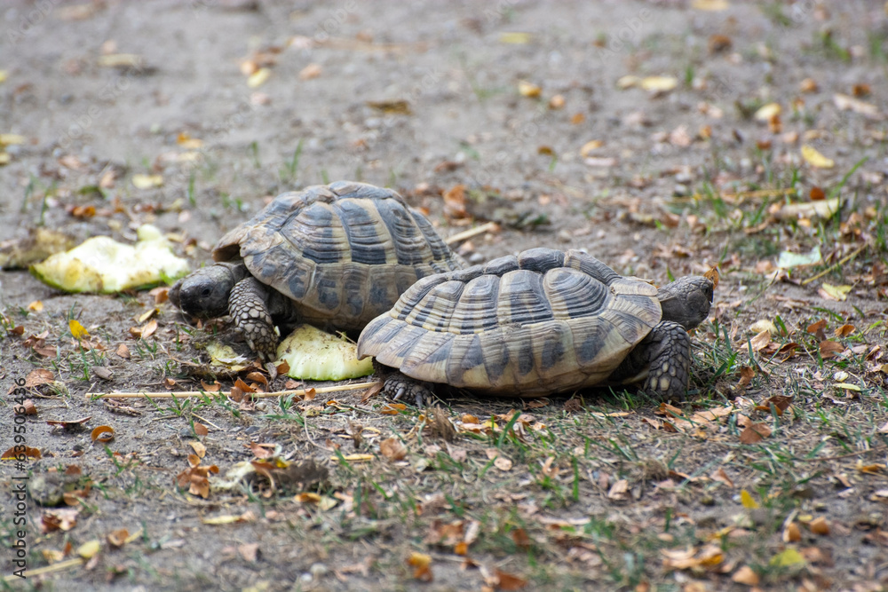 Two turtles did not share something and went in different directions Two turtles did not share something and went in different directions