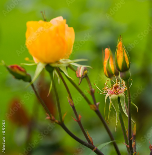Yellow Rose against green blurred background