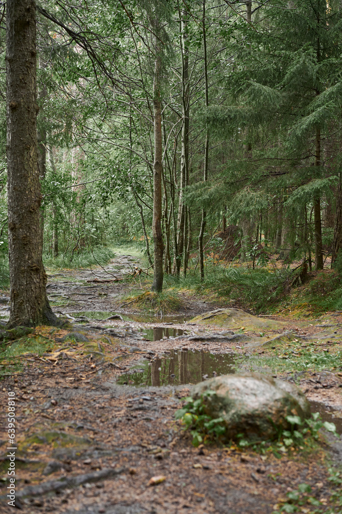 Path among the trees in the forest Path among the trees in the forest
