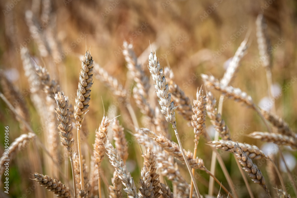 Fototapeta premium Nice wheat in the countryside
