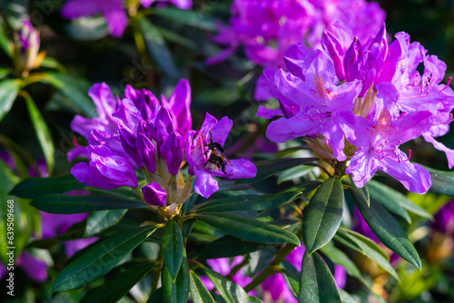 Wild Rhododendrons in Wicklow Mountaind Ireland