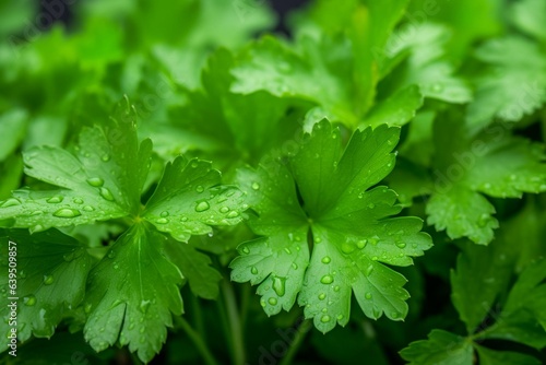 Close-up of healthy cilantro leaves. Generative AI