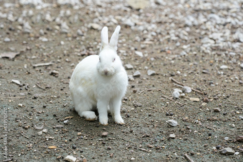 cute white rabbits sitting on the ground.
