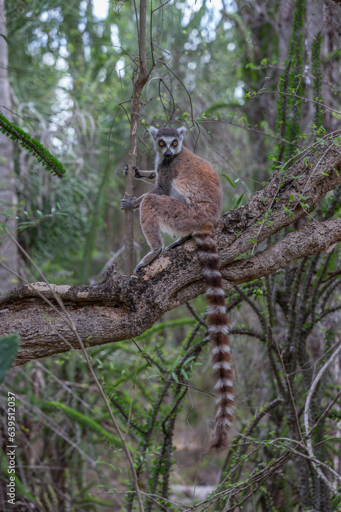 Obraz premium Africa, Madagascar, Anosy, Berenty Reserve. Ring-tailed lemur, Lemur catta. Portrait