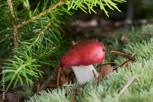 Inedible mushroom Russula emetica in the moss. Known as the sickener or emetic russula. Red wild mushroom in spruce forest. photo