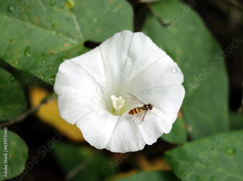 Episyrphus baltteatus.sitting on white flower of  bindweed photo