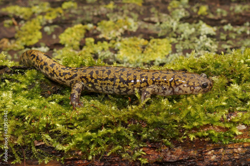 Closeup on a male of the colorful and rare Hondo streamside salamander, Hynobius kimurae on green moss