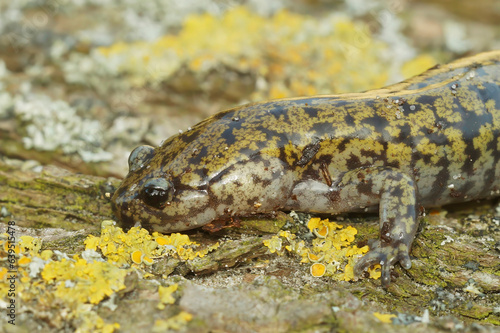 Closeup on a male of the colorful and rare Hondo streamside salamander, Hynobius kimurae, sitting on a piece of wood