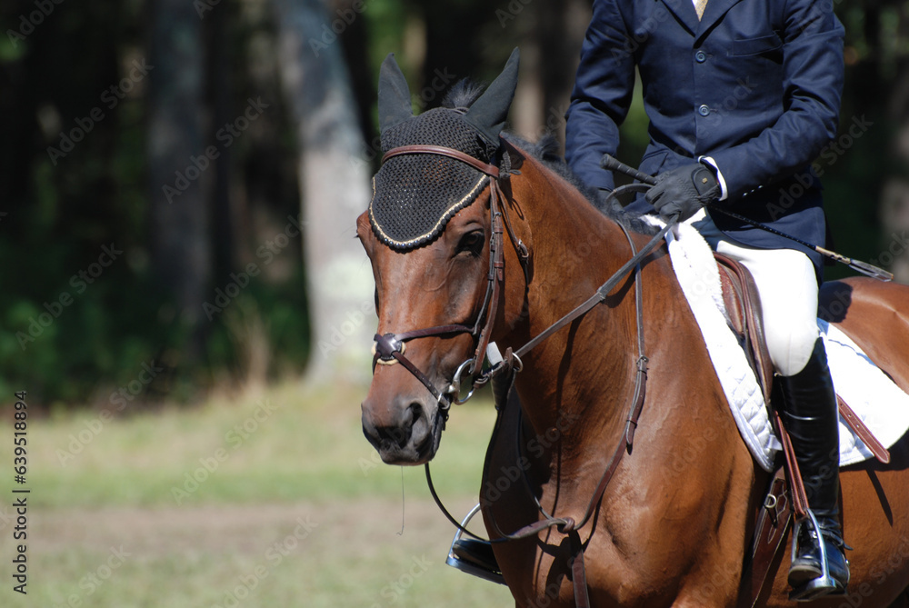 Horse and Hunter Rider in the Show Ring Horse and Hunter Rider in the Show Ring