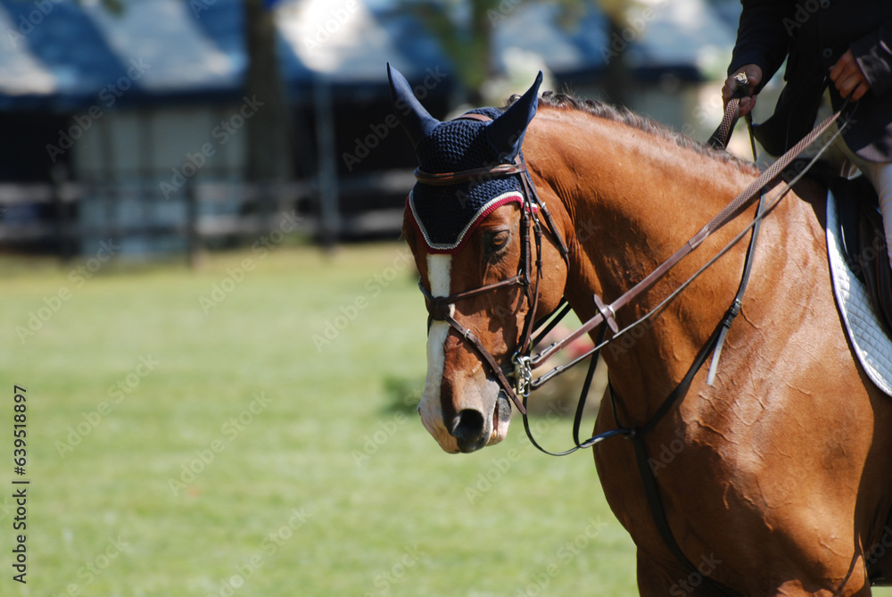 English Rider with Double Reins on a Show Horse English Rider with Double Reins on a Show Horse