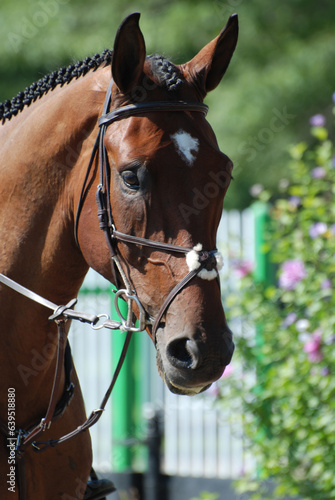 Braided Arabian Horse at a Horse Show