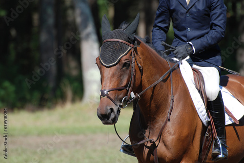 Horse and Hunter Rider in the Show Ring