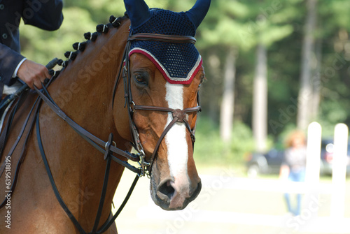 Hunter Horse with Braids Tack and Martingale
