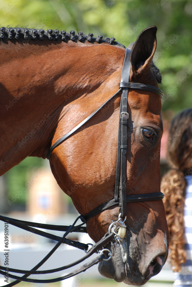 Fototapeta premium Tacked Horse Under Saddle with Bridle and Braids