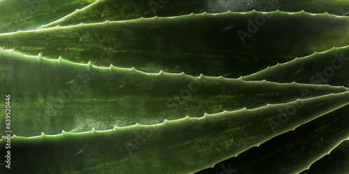 Green leaf aloe vera background. Abstract botanical background. dark color of fresh greens. Natural abstract, delicate and fluid shapes lines. Highlight focused leaf edges. wide banner