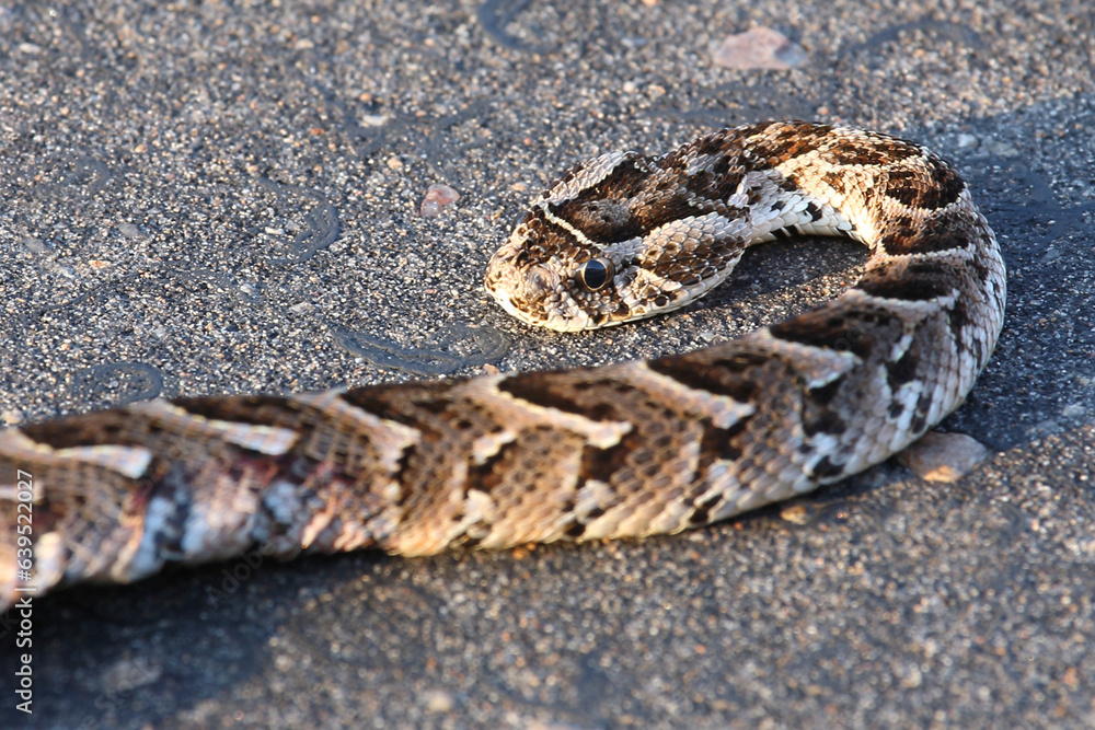 Puffotter / Puff adder / Bitis arietans Puffotter / Puff adder / Bitis arietans