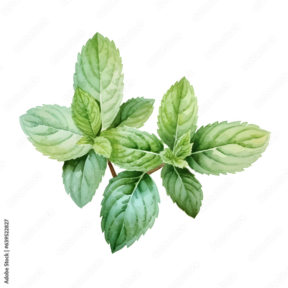 Watercolor illustration of mint green herb isolated on a white background. Watercolor illustration of mint green herb isolated on a white background.