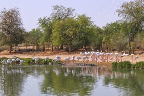 View of the manmade lake with pink flamingo at Al Qudra Lakes in Al Marmoom Desert Conservation Reserve. Love Lake is one of the major tourist attractions in Dubai,UAE