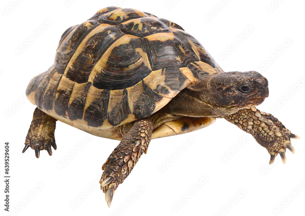 Obraz premium Tortue d'Hermann 
