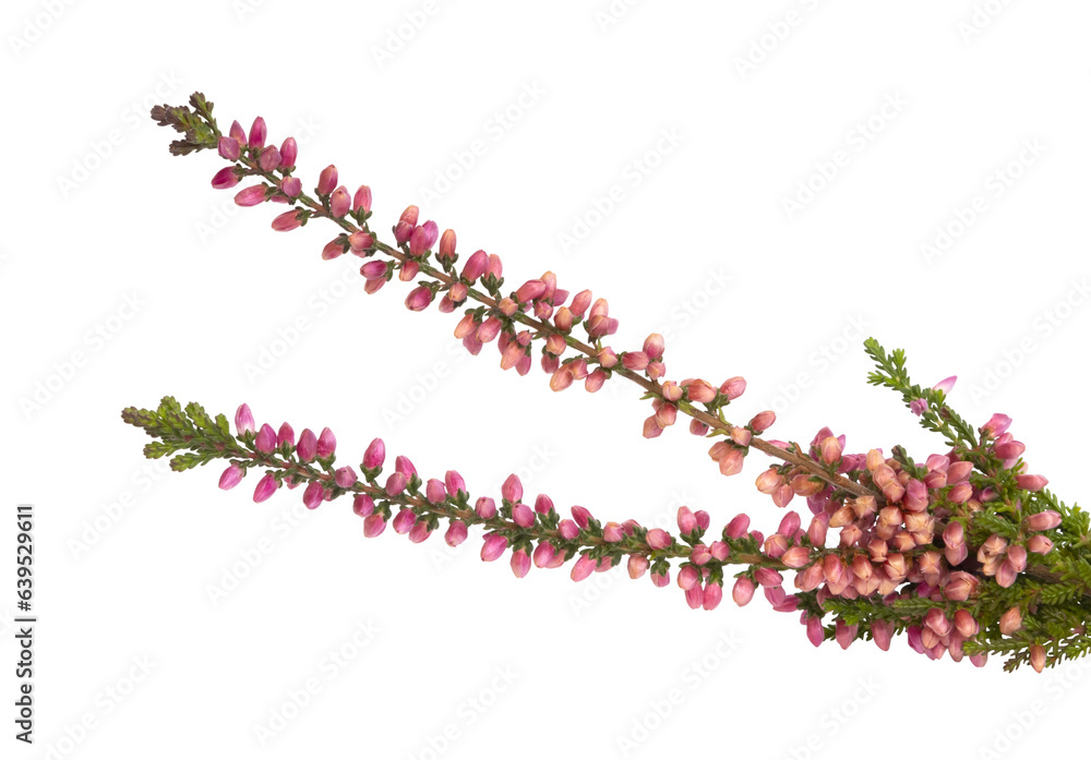 Brin de bruyères Calluna rose Brin de bruyères Calluna rose