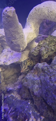 Riffaufbau im Meerwasseraquarium