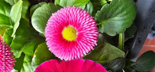 Blüte - hellrot - pink