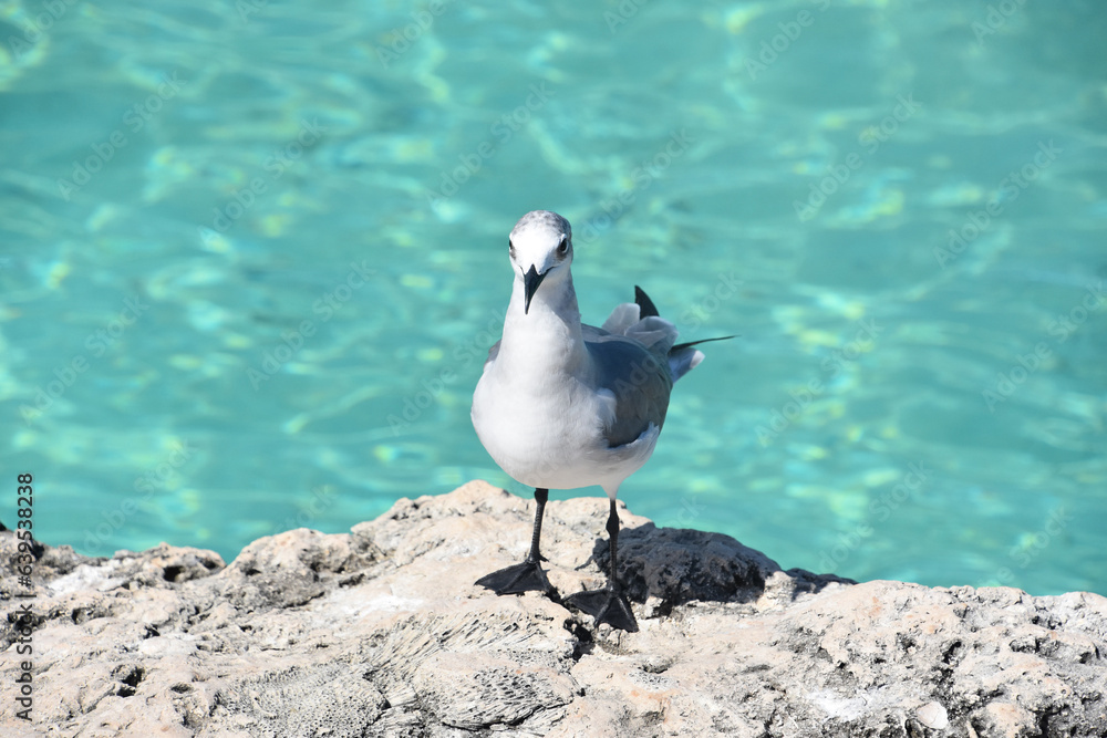 Fototapeta premium Fossilized Rock on the Ocean with a Laughing Gull