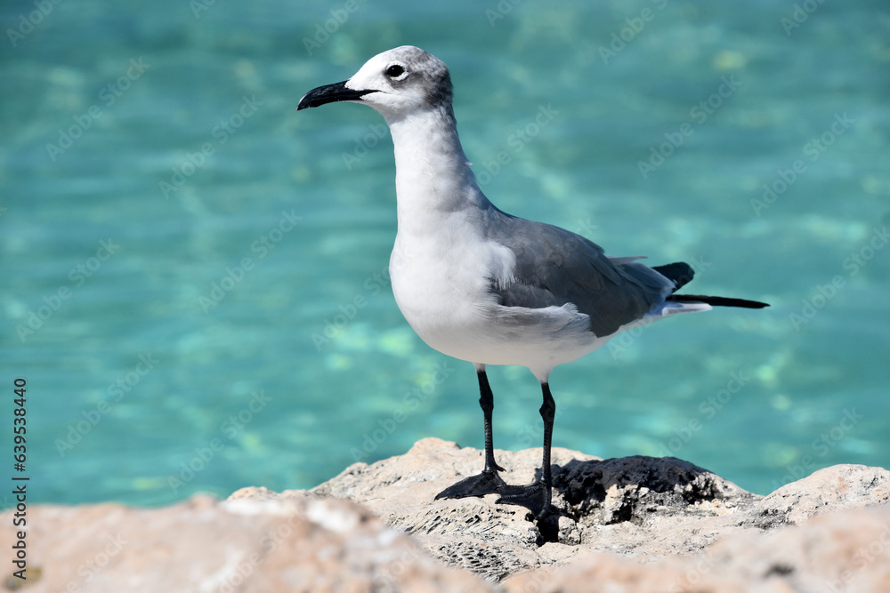 Amazing Gull Standing on Coral on the Coast Amazing Gull Standing on Coral on the Coast