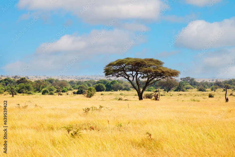 Obraz premium Umbrella Acacia, Umbrella Tree, Schirmakazie, in Serengeti National Park, Tanzania, Africa