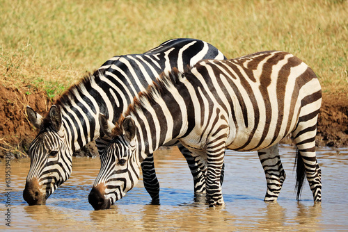 Burchell's Zebras in Ikoma, near Serengeti National Park, Tanzania, Africa photo