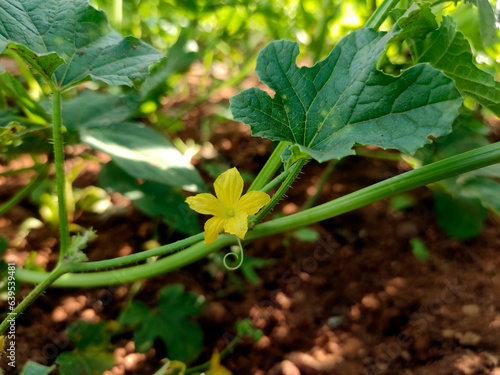 A delicate yellow, trumpet-shaped bitter melon flower blooms among vibrant green vines. Its bright petals stand out against lush foliage and rich brown soil, forming clusters at the leaf axils. photo