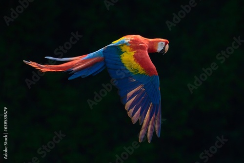 Red parrot fly in dark green vegetation. Scarlet Macaw, Ara macao, in tropical forest, Costa Rica