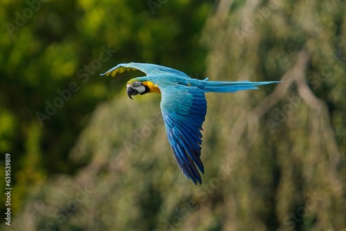 Blue and Yellow Macaw Parrot , Ara ararauna , also known as the Blue and Gold Macaw. Close-up of a tropical bird flying.