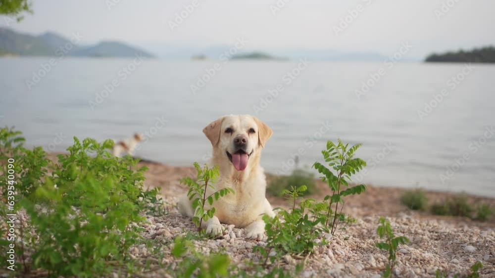 the dog by the lake. Fawn labrador retriever in nature. Traveling and vacationing with a pet the dog by the lake. Fawn labrador retriever in nature. Traveling and vacationing with a pet