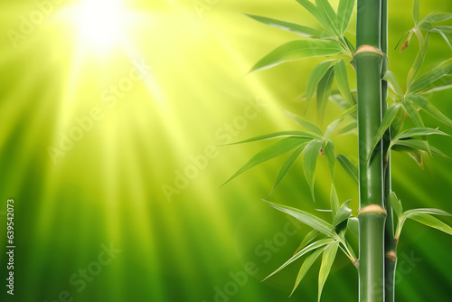 Green bamboo trees against blue sunrays