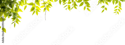 Green leaves hang over a white background banner