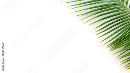 Palm tree banner isolated on white background