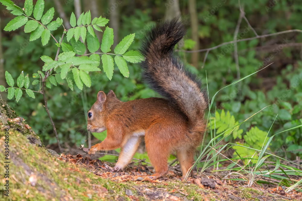 Squirred burying nuts Squirred burying nuts